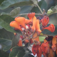 Erythrina fusca Lour.